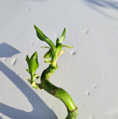 Dracaena sanderiana - Lucky Bamboo