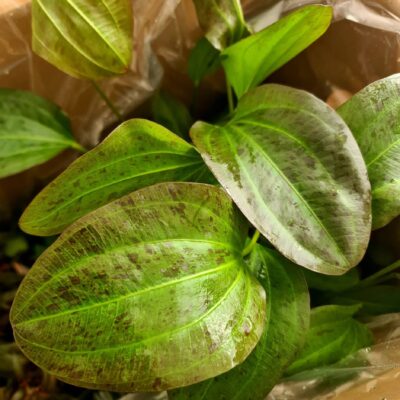 Echinodorus 'Felix' - Potted