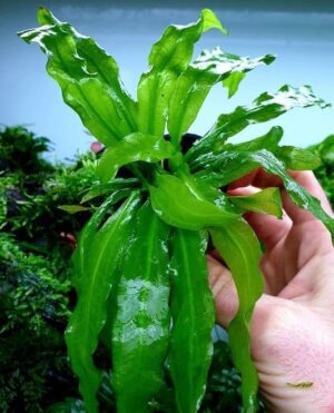 Echinodorus major martii – Potted