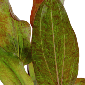 Echinodorus 'Ozelot' - Potted