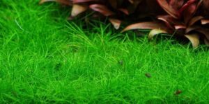 Eleocharis pusilla ‘Mini’ 1.2.Grow! 2