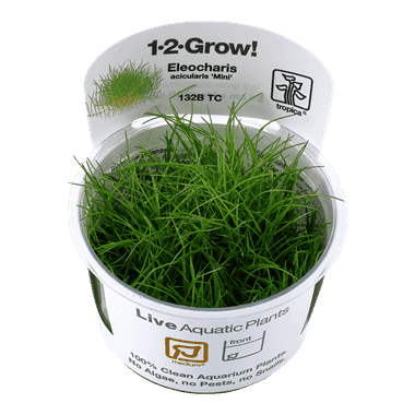 Eleocharis pusilla ‘Mini’ 1.2.Grow! 1