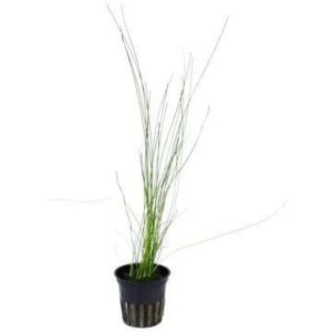 Eleocharis montevidensis - Potted