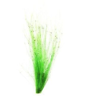 Eleocharis vivipara - Dennerle