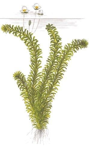 Elodea (Egeria) densa - Bunch