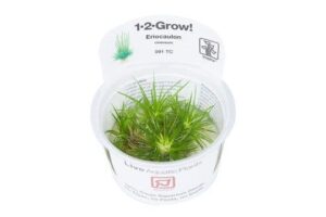 Eriocaulon cinereum 1.2.Grow!