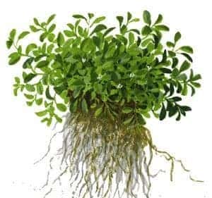 Glossostigma elantinoides - Potted