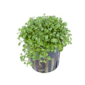 Glossostigma elantinoides - Potted