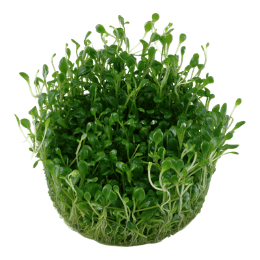 Glossostigma elatinoides - 1.2.Grow!