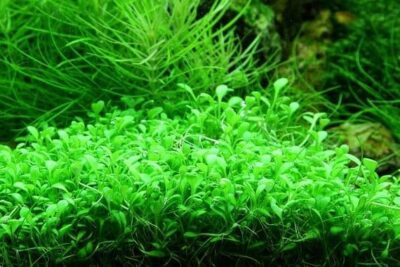 Glossostigma elatinoides - 1.2.Grow!