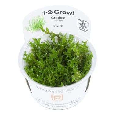 Gratiola viscidula – 1.2.Grow! 1