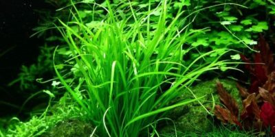 Helanthium Tenellum ‘Green’ 1.2.Grow! 2