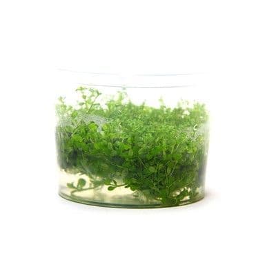 Hemianthus callitrichoides 'Cuba' - Dennerle In-Vitro