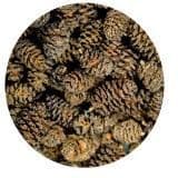 Hobby Alder Cones