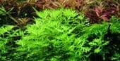 Hottonia palustris - Tropica 1.2.Grow!