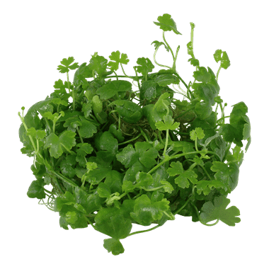 Hydrocotyle tripartita – 1.2.Grow! 2