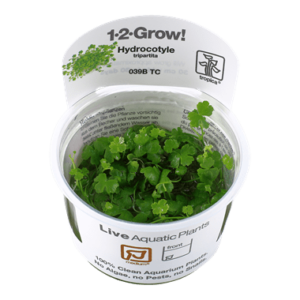 Hydrocotyle tripartita – 1.2.Grow! 1