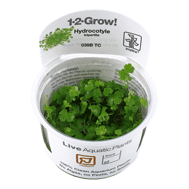 Hydrocotyle tripartita – 1.2.Grow! 1