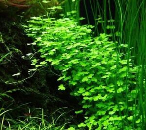 Hydrocotyle tripartita – 1.2.Grow! 3