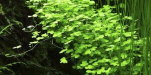 Hydrocotyle tripartita – Potted 2