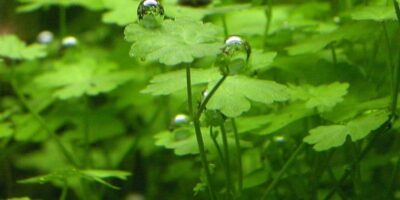 Hydrocotyle tripartita – Potted 3