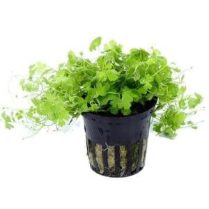 Hydrocotyle tripartita – Potted 1