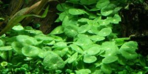 Hydrocotyle verticillata - Potted