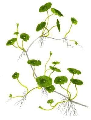 Hydrocotyle verticillata - Potted