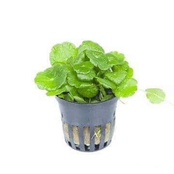 Hydrocotyle verticillata - Potted