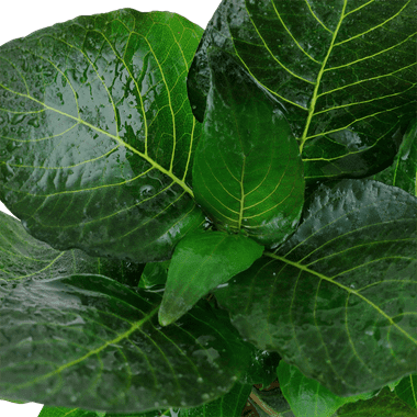 Hygrophila corymbosa 'Compact Mini' - Potted