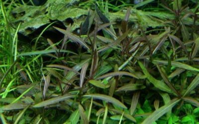 Hygrophila lancea 'Araguaia' - 1.2.Grow!