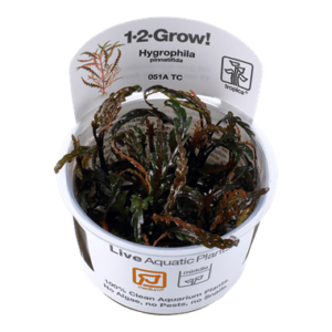 Hygrophila pinnatifida – 1.2.Grow! 1