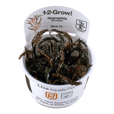 Hygrophila pinnatifida – 1.2.Grow! 1