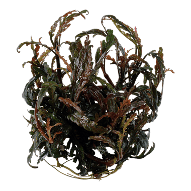 Hygrophila pinnatifida – 1.2.Grow! 2