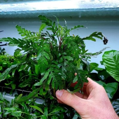 Hygrophila pinnatifida - Potted standard