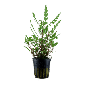 Hygrophila pinnatifida - Tropica Potted