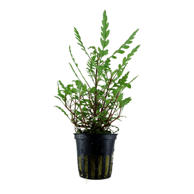 Hygrophila pinnatifida - Tropica Potted