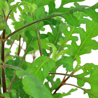 Hygrophila pinnatifida - Tropica Potted