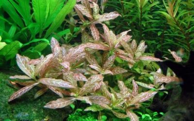 Hygrophila polysperma 'Rosanervig'