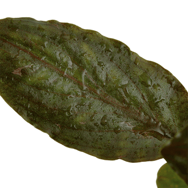 Lagenandra meeboldii 'Red' - Potted