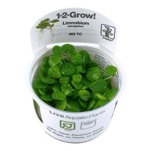 Limnobium laevigatum 1.2.Grow! 1