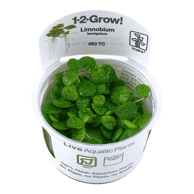 Limnobium laevigatum 1.2.Grow! 1