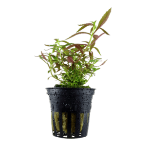 Limnophila hippuridoides - Potted