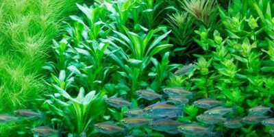 Lobelia cardinalis - Tropica Potted