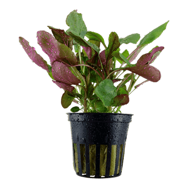 Lobelia cardinalis - Tropica Potted