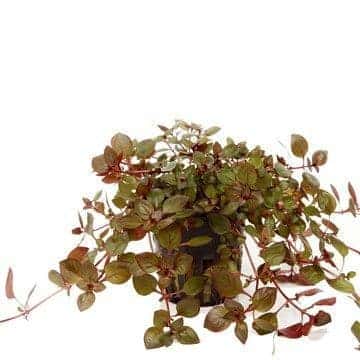 Ludwigia palustris “Super Red” – Tropica Potted 1