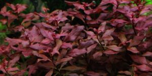 Ludwigia palustris “Super Red” – Tropica Potted 2