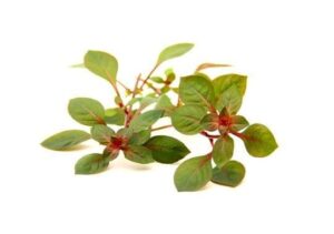 Ludwigia palustris. 'Super Red' - Dennerle