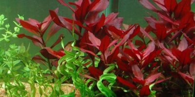 Ludwigia repens 'Rubin' - Potted