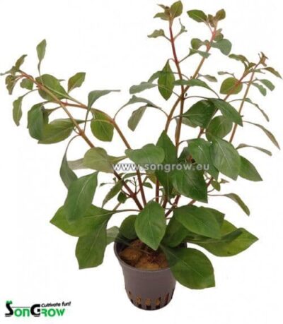 Ludwigia sp. 'Mesacana' - Potted